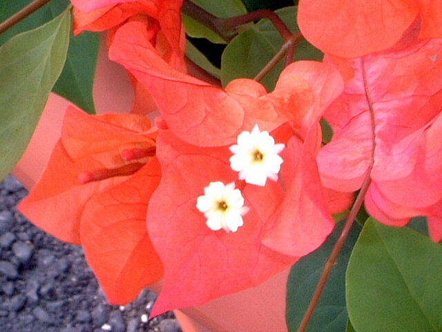 Bougainvillea