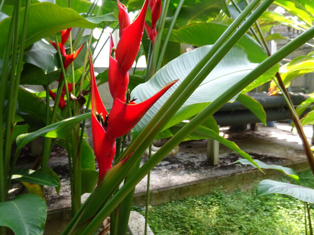 Heliconia stricta 