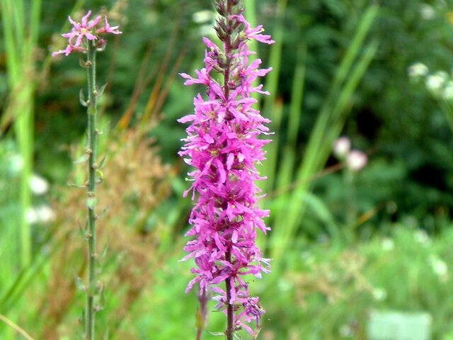 Lythrum salicaria