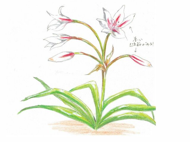 Crinum latifolium