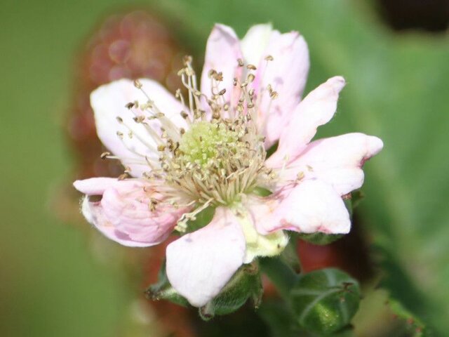 セイヨウヤブイチゴ | Rubus fruticosus | かぎけん花図鑑