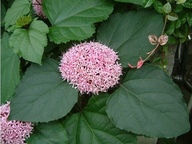 ボタンクサギ Clerodendrum Bungei かぎけん花図鑑