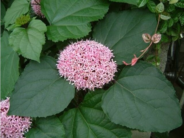 Clerodendrum trichotomum