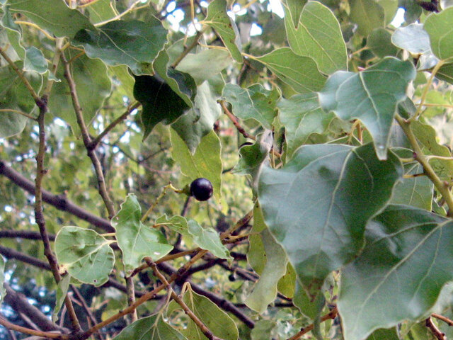 Camphor tree