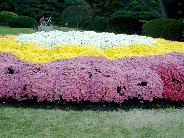 Open-air Chrysanthemum flower bed