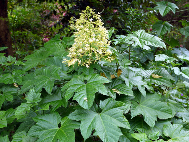 白花圆锥大青