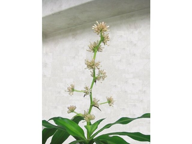 コウフクノキ Dracaena Fragrans Cv Massangeanaｍ かぎけん花図鑑