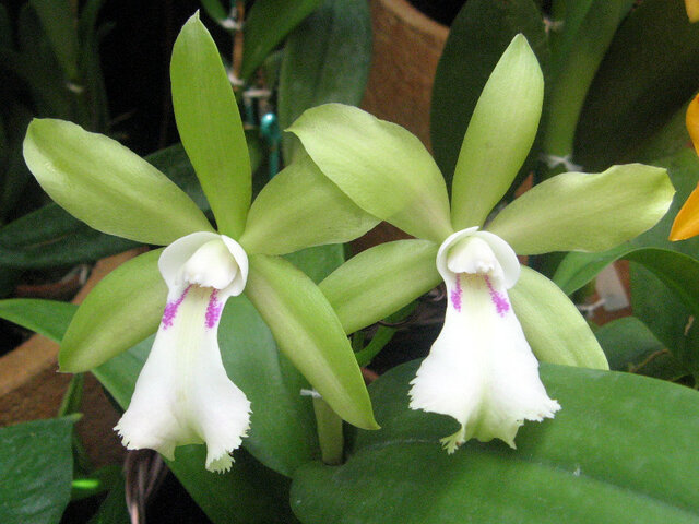 Cattleya