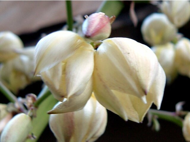 厚葉君が代蘭のブログ かぎけん花図鑑