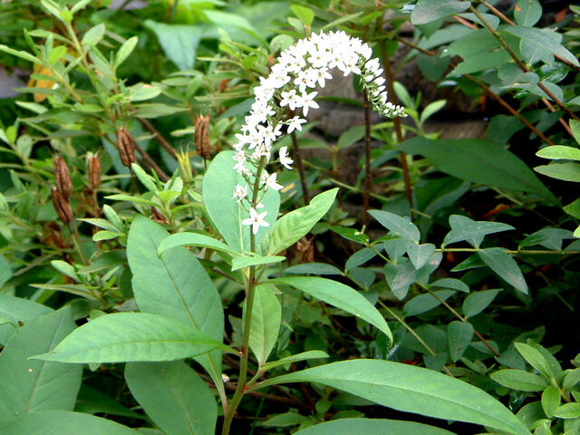 オカトラノオのブログ 科技研花图画书 オカトラノオのブログ 科技研花图画书