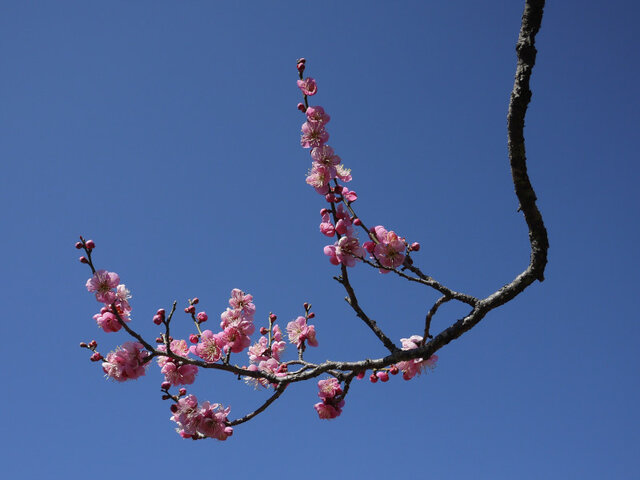 Prunus mume 'Michishirube'