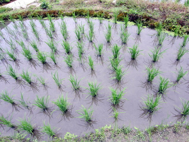 Rice plant