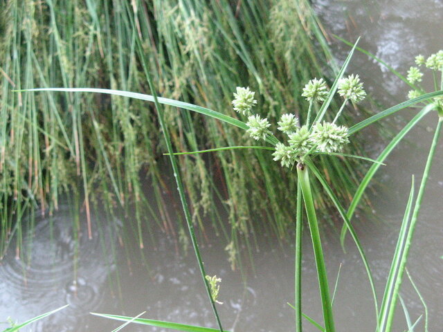 Cyperus alternifolius