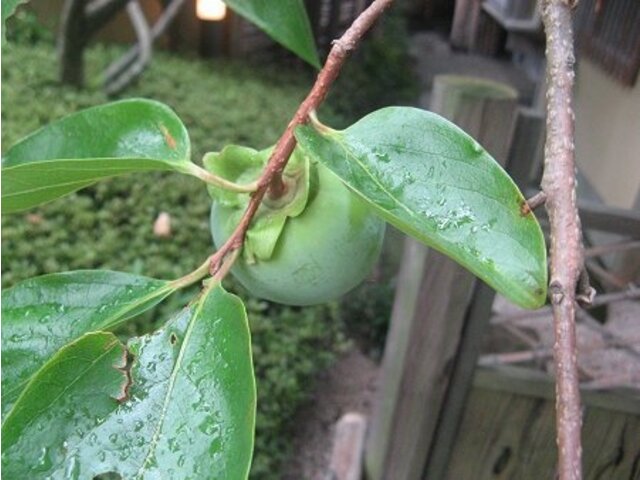  Japanese Persimmon, Diospyros kaki, 5 ct (YNKS) (Showy,  Edible, Fall Color, Fragrant), Tree, Flower, Fruit : Patio, Lawn & Garden