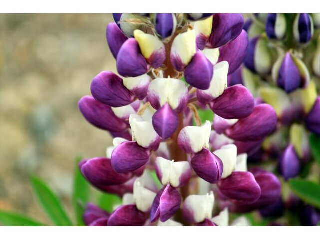 Garden lupin