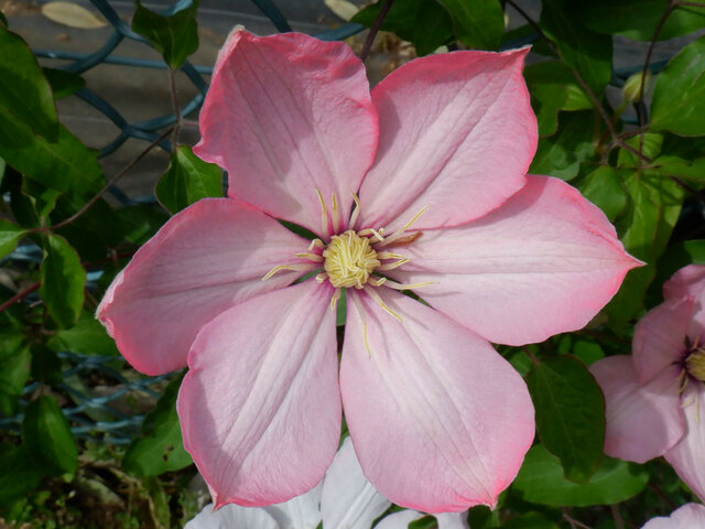 Clematis 'Ai-Nor'