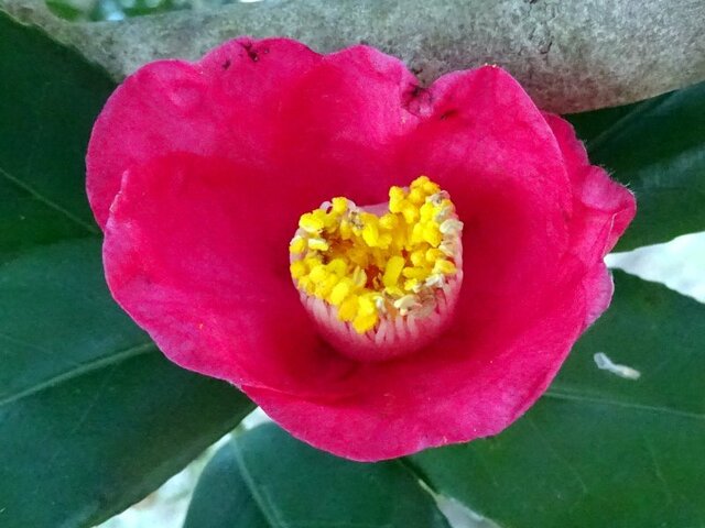 Camellia Esugata