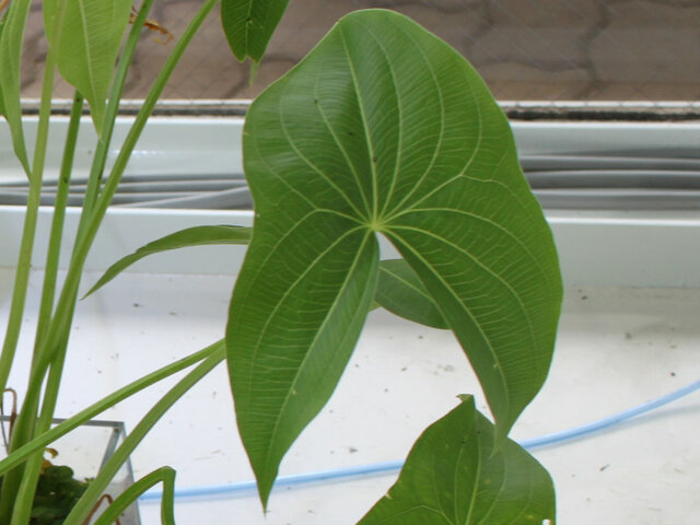 Sagittaria trifoli