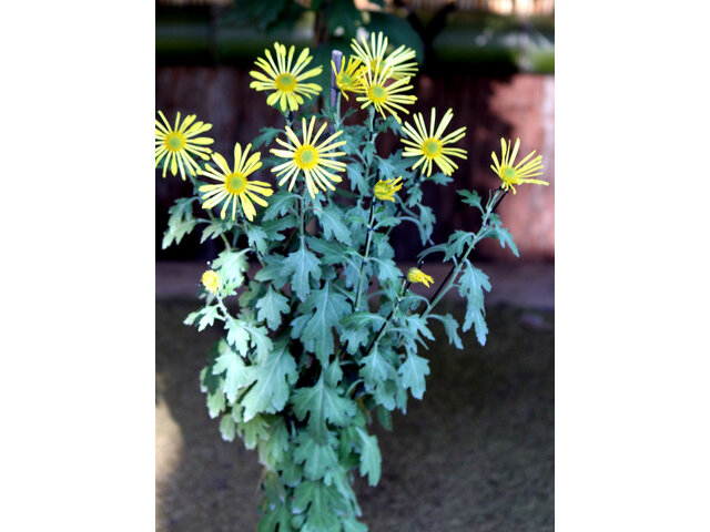 HIgo chrysanthemum