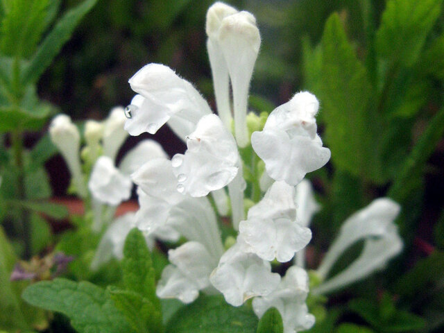 誕生花 7月3日 立浪草 蓮 科技研花图画书