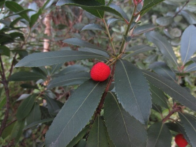 ヒメイチゴノキ Arbutus Unedo Compacta かぎけん花図鑑