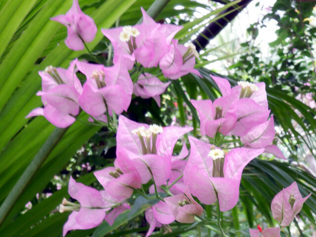 ブーゲンビリア | Bougainvillea spp. | かぎけん花図鑑
