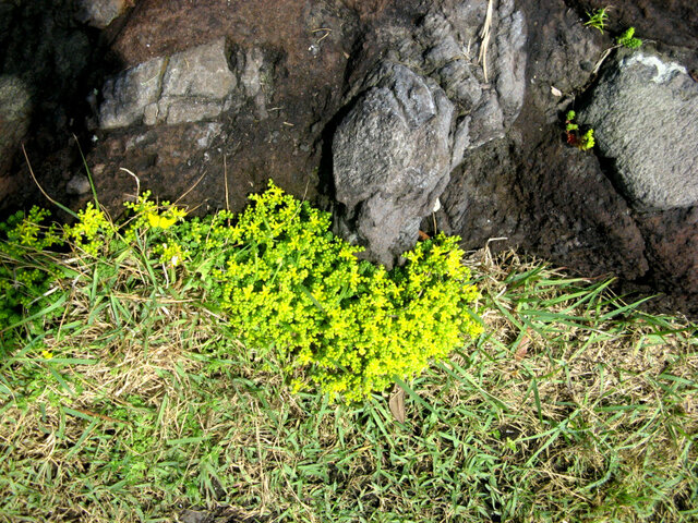 Sedum oryzifolium