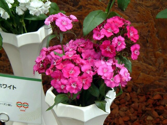 Dianthus barbaltus