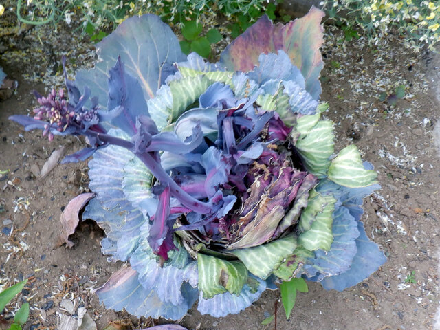 Cabbage