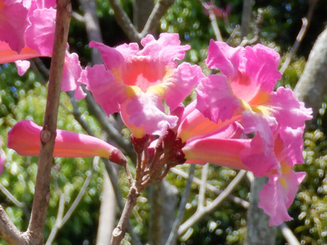 Tabebuia impetiginosa