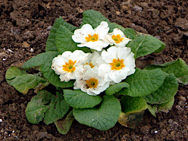 Primula polyantha