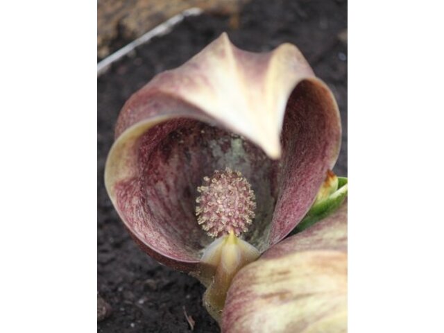 Eastern Skunk Cabbage