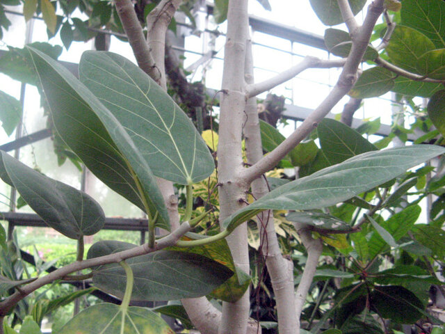 Ficus benghalensis