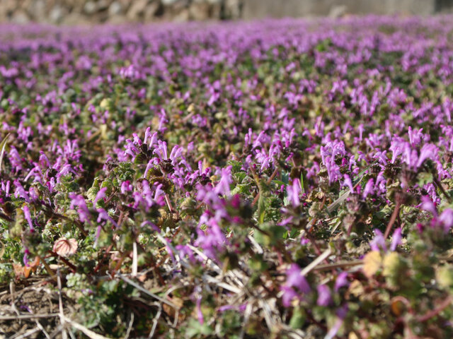 henbit dead-nettle