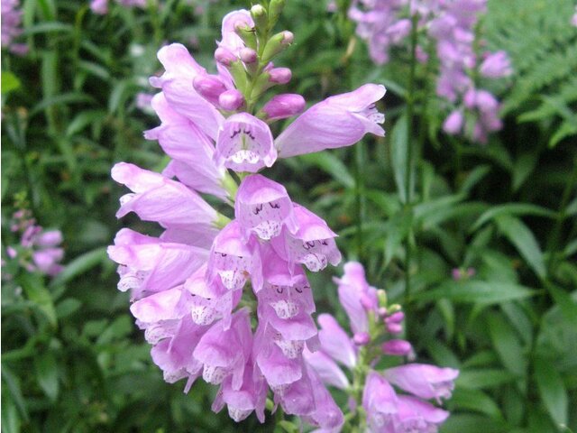 Physostegia virginiana