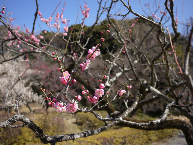 Prunus mume 'Ohginagashi'