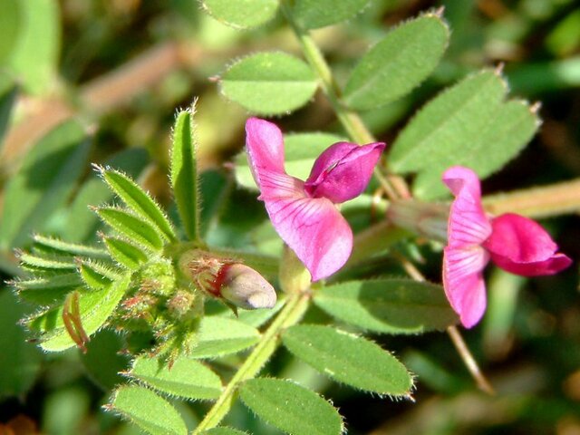 Vicia sativa