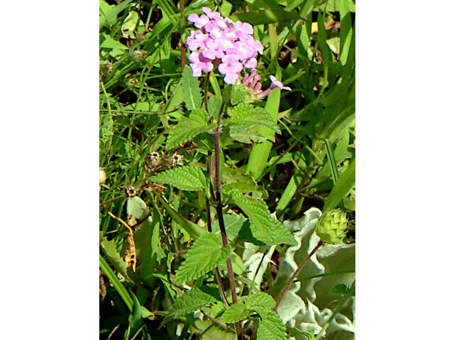 Lantana montevidensis