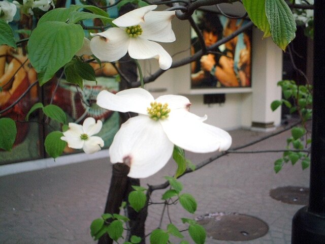 3月18日の誕生花 花水木 アザレア アスパラガス 梔子 土佐水木 科技研花图画书