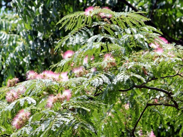 7月15日の誕生花 合歓木 薔薇 科技研花图画书