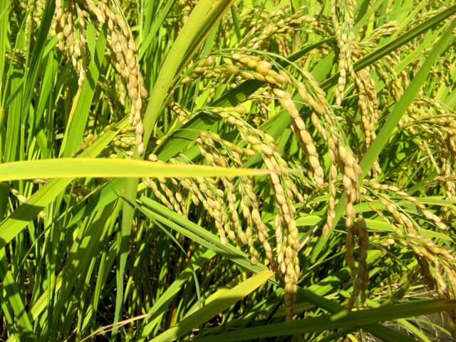 Rice plant