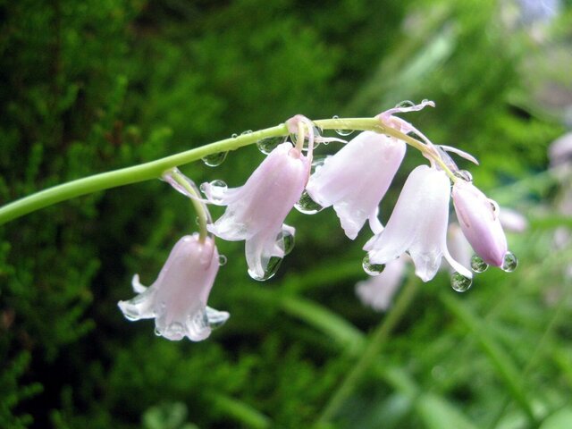 English Bluebell