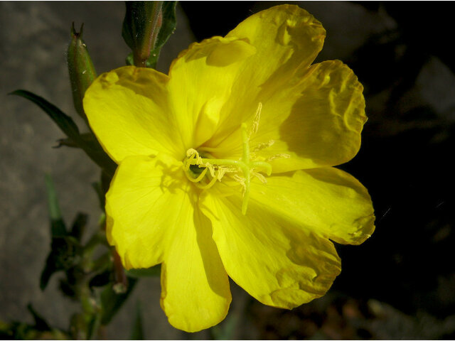 Evening primrose