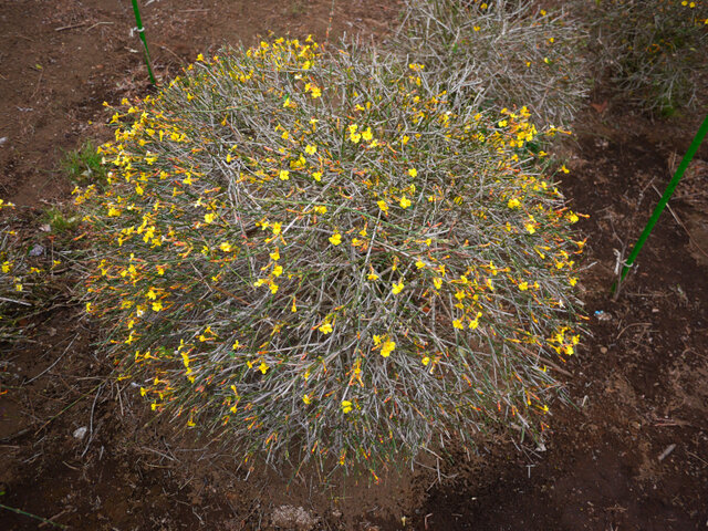 Jasminum nudiflorum