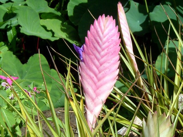 Tillandsia lindenii