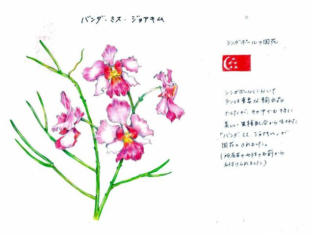 世界の国花 シンガポール共和国 Singapore Sg かぎけん花図鑑