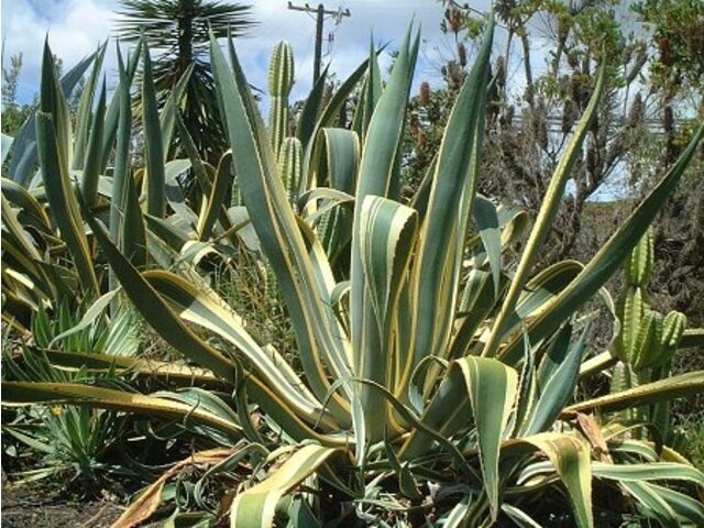 リュウゼツラン | Agave americana,marginata | かぎけん花図鑑