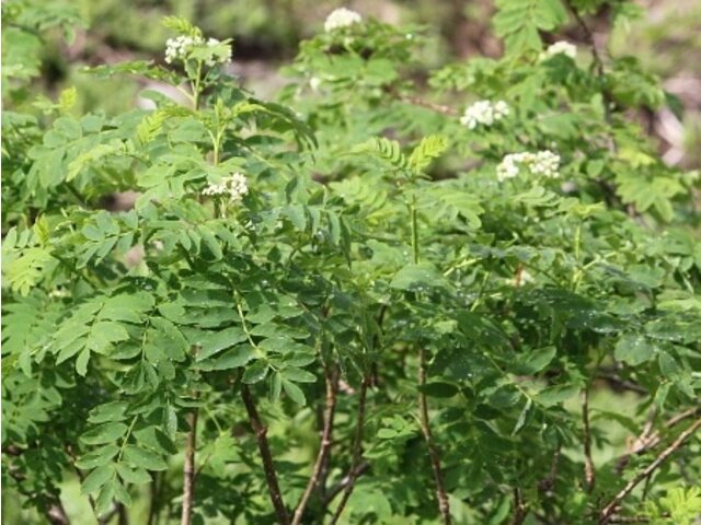 ナナカマド Sorbus Commixta かぎけん花図鑑