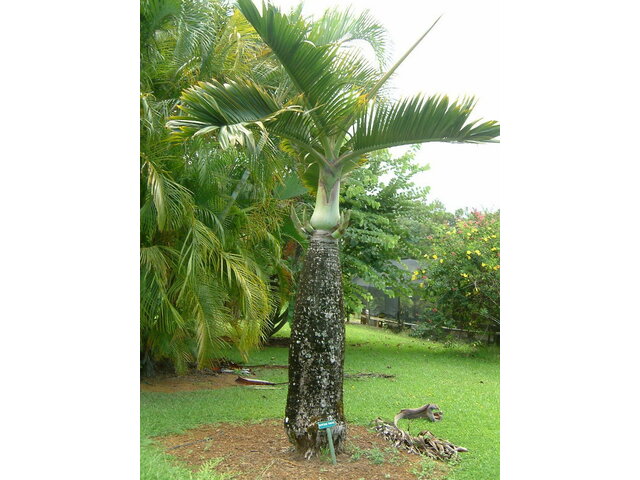 bottle Palm