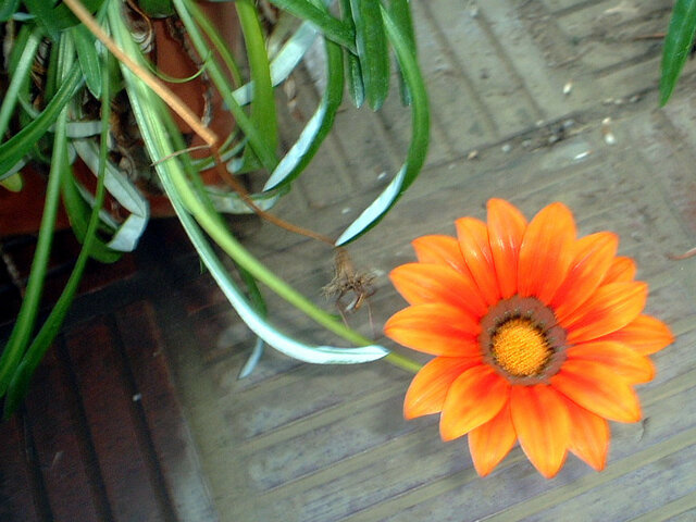 Gazania rigens